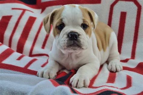 English Bulldog Beagle Mix Puppies For Sale In Ohio
