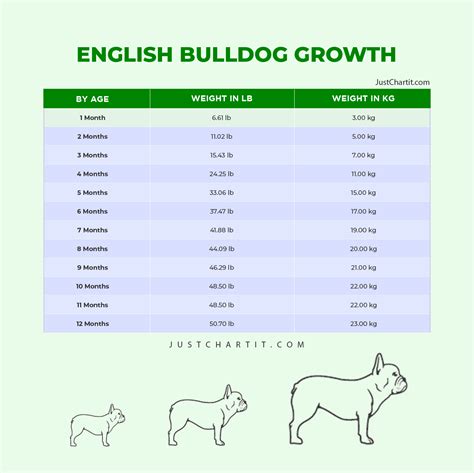 English Bulldog Bulldog Puppy Weight Chart