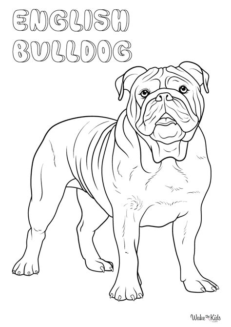 English Bulldog Coloring