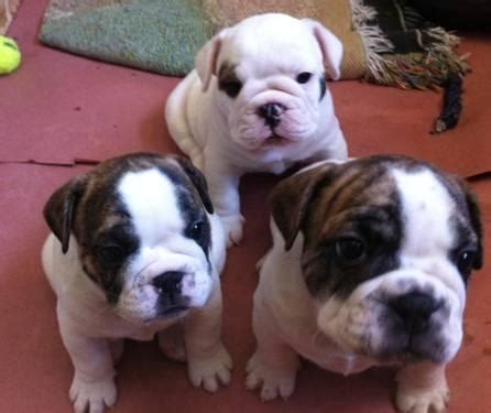 English Bulldog French Bulldog Mix Puppies For Sale