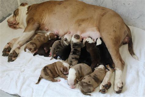 English Bulldog Giving Birth To Puppies