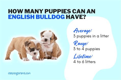 English Bulldog How Many Puppies Can It Have