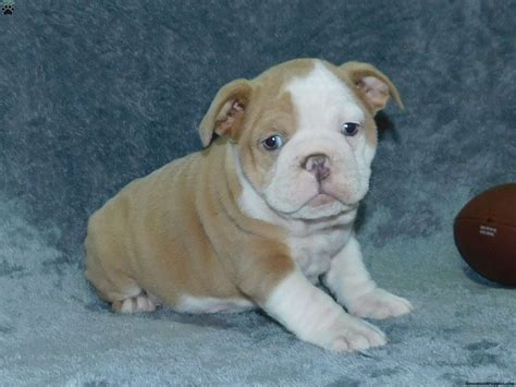 English Bulldog Mix Puppies For Sale In Pa