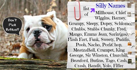 English Bulldog Names For Female Puppies