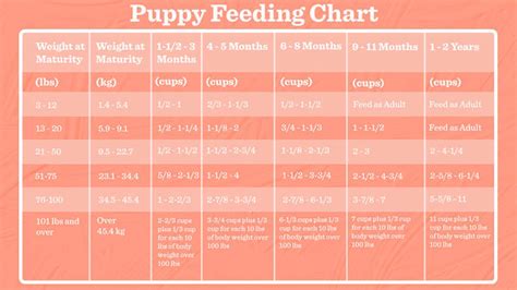 English Bulldog Newborn Puppy Feeding Schedule