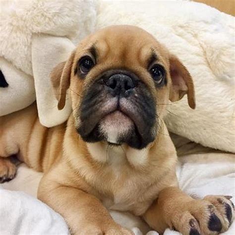 English Bulldog Pug Mix Puppies For Sale