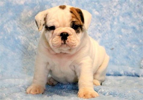 English Bulldog Pug Mix Puppies For Sale Near Me