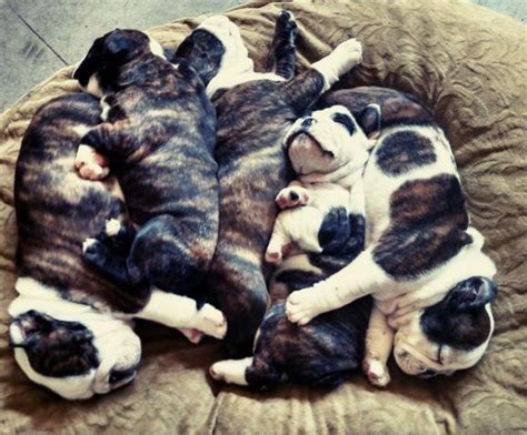 English Bulldog Puppies 6 Weeks