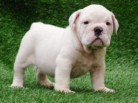 English Bulldog Puppies All White