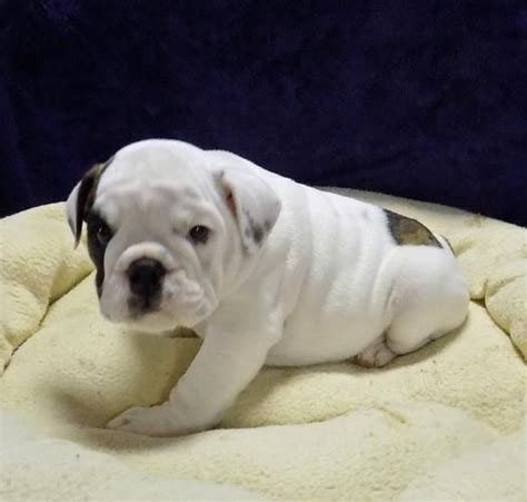 English Bulldog Puppies For Adoption In California