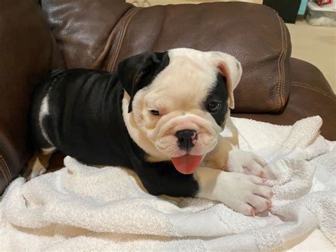 English Bulldog Puppies For Adoption In Los Angeles