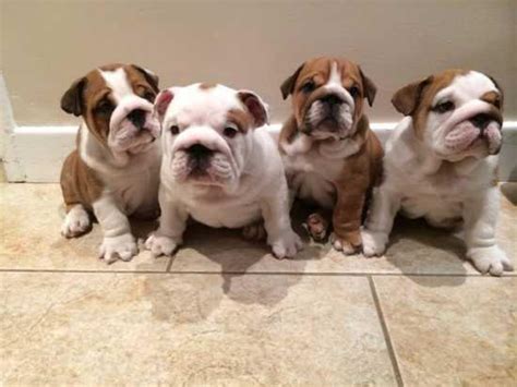English Bulldog Puppies For Adoption In Massachusetts