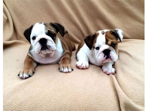 English Bulldog Puppies For Adoption In Va