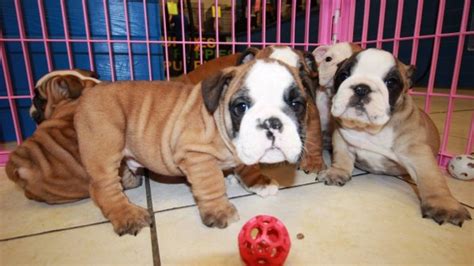English Bulldog Puppies For Sale Atlanta Ga