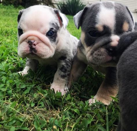 English Bulldog Puppies For Sale Augusta Ga