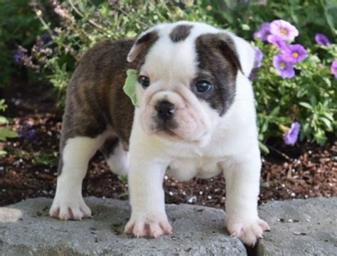 English Bulldog Puppies For Sale Austin Texas