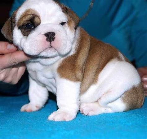 English Bulldog Puppies For Sale Birmingham