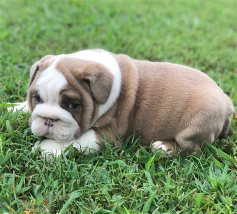 English Bulldog Puppies For Sale Cincinnati