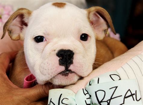 English Bulldog Puppies For Sale Fort Lauderdale
