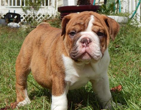 English Bulldog Puppies For Sale Gainesville Fl