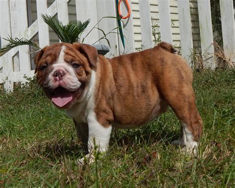 English Bulldog Puppies For Sale Georgia