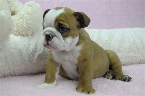 English Bulldog Puppies For Sale In Asheville Nc