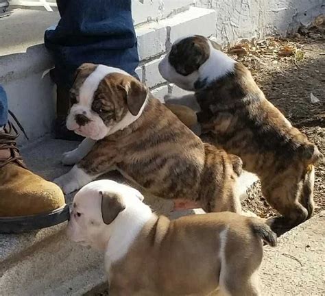 English Bulldog Puppies For Sale In Athens Ga