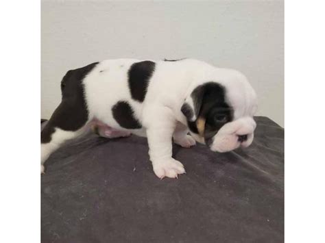 English Bulldog Puppies For Sale In Bakersfield California