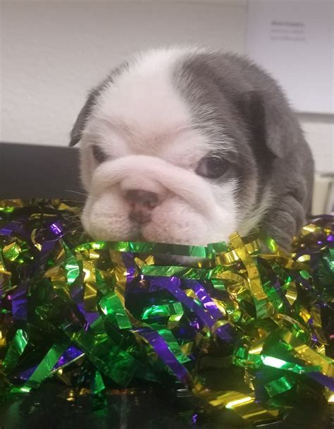 English Bulldog Puppies For Sale In Baton Rouge