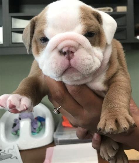 English Bulldog Puppies For Sale In Billings Montana