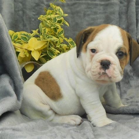 English Bulldog Puppies For Sale In Canton Ohio