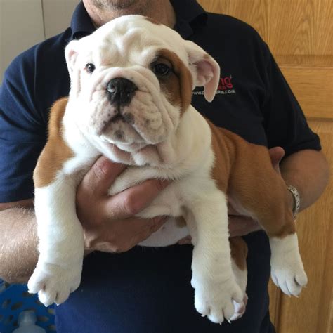 English Bulldog Puppies For Sale In Charleston Sc