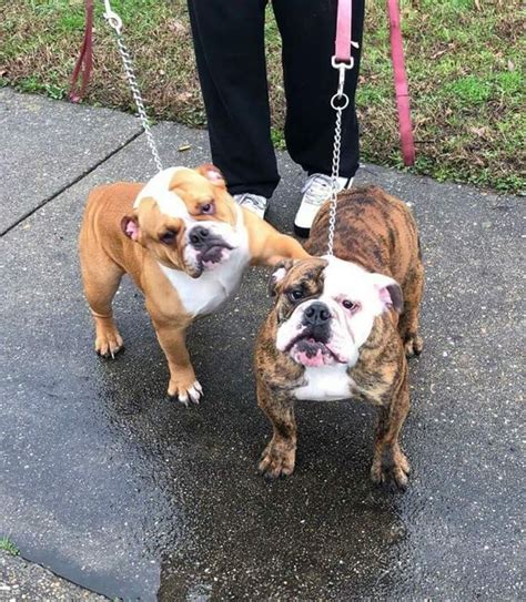 English Bulldog Puppies For Sale In Chesapeake Va