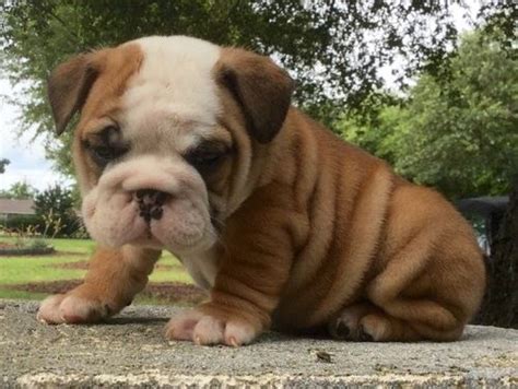 English Bulldog Puppies For Sale In Cincinnati Ohio
