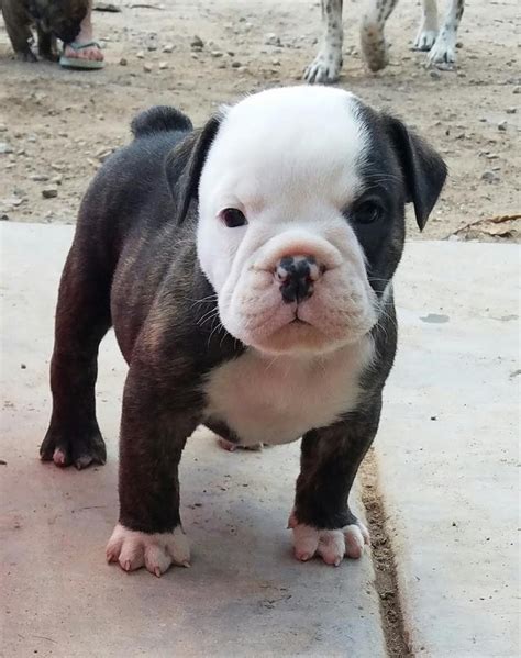 English Bulldog Puppies For Sale In Clarksville Tn