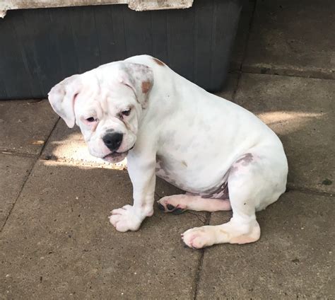 English Bulldog Puppies For Sale In Ct