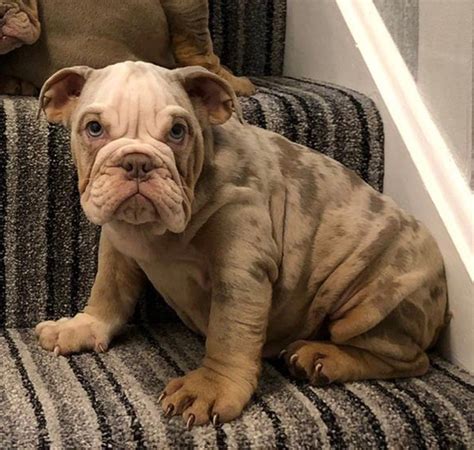 English Bulldog Puppies For Sale In Dfw