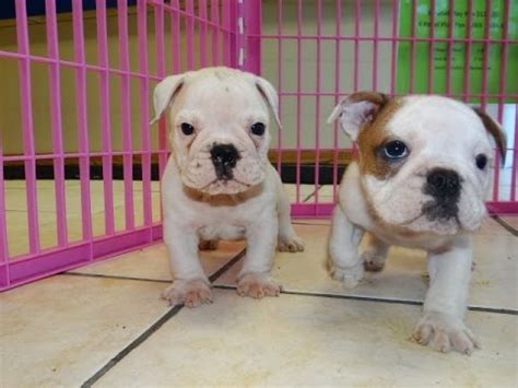 English Bulldog Puppies For Sale In Dothan Al