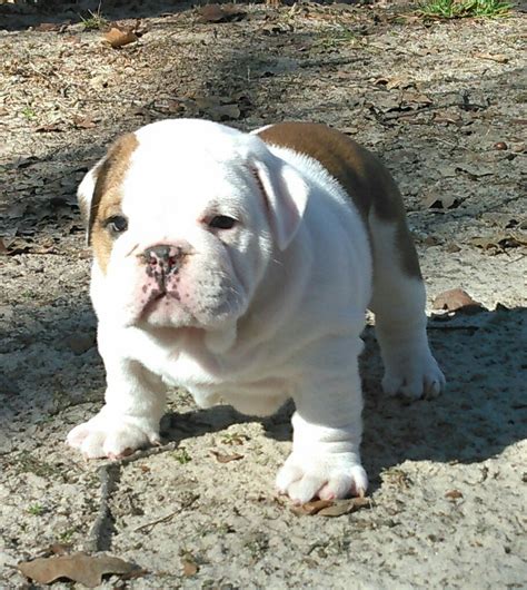 English Bulldog Puppies For Sale In East Texas