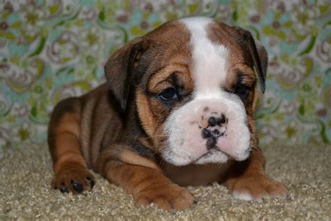 English Bulldog Puppies For Sale In Fayetteville Nc