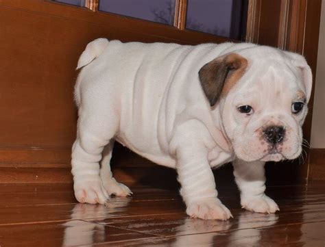 English Bulldog Puppies For Sale In Ga Under $500