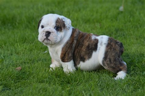 English Bulldog Puppies For Sale In Grand Rapids Michigan