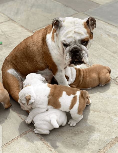 English Bulldog Puppies For Sale In Greenville Sc