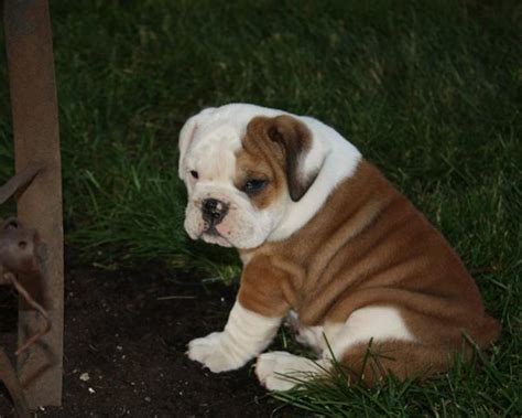 English Bulldog Puppies For Sale In Huntsville Alabama
