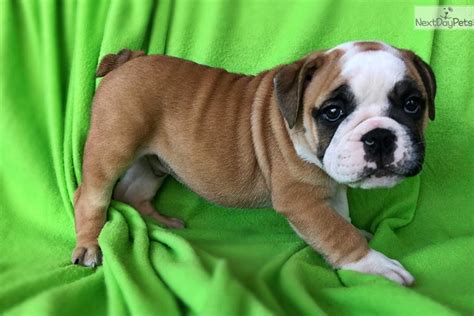 English Bulldog Puppies For Sale In Jacksonville Florida