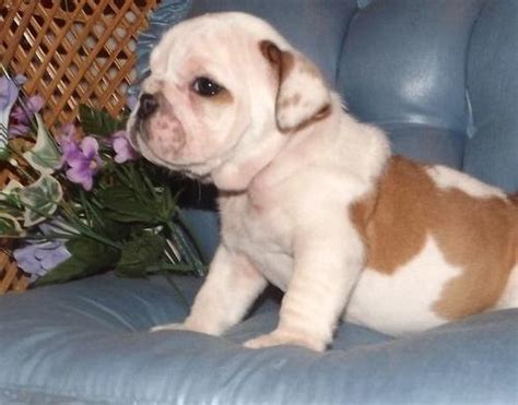 English Bulldog Puppies For Sale In Jonesboro Arkansas
