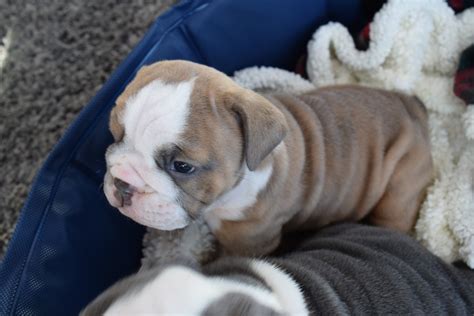 English Bulldog Puppies For Sale In Lexington Ky