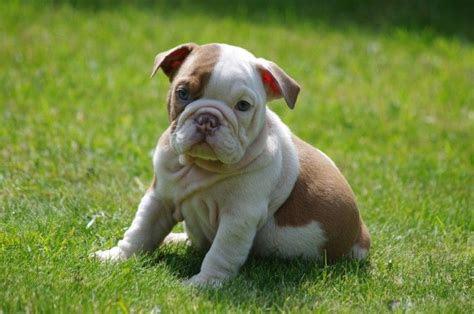 English Bulldog Puppies For Sale In Maryland