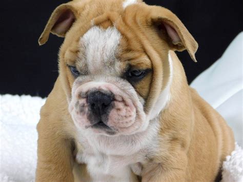 English Bulldog Puppies For Sale In Miami Florida