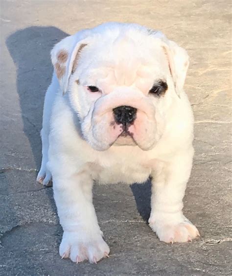 English Bulldog Puppies For Sale In Michigan Cheap